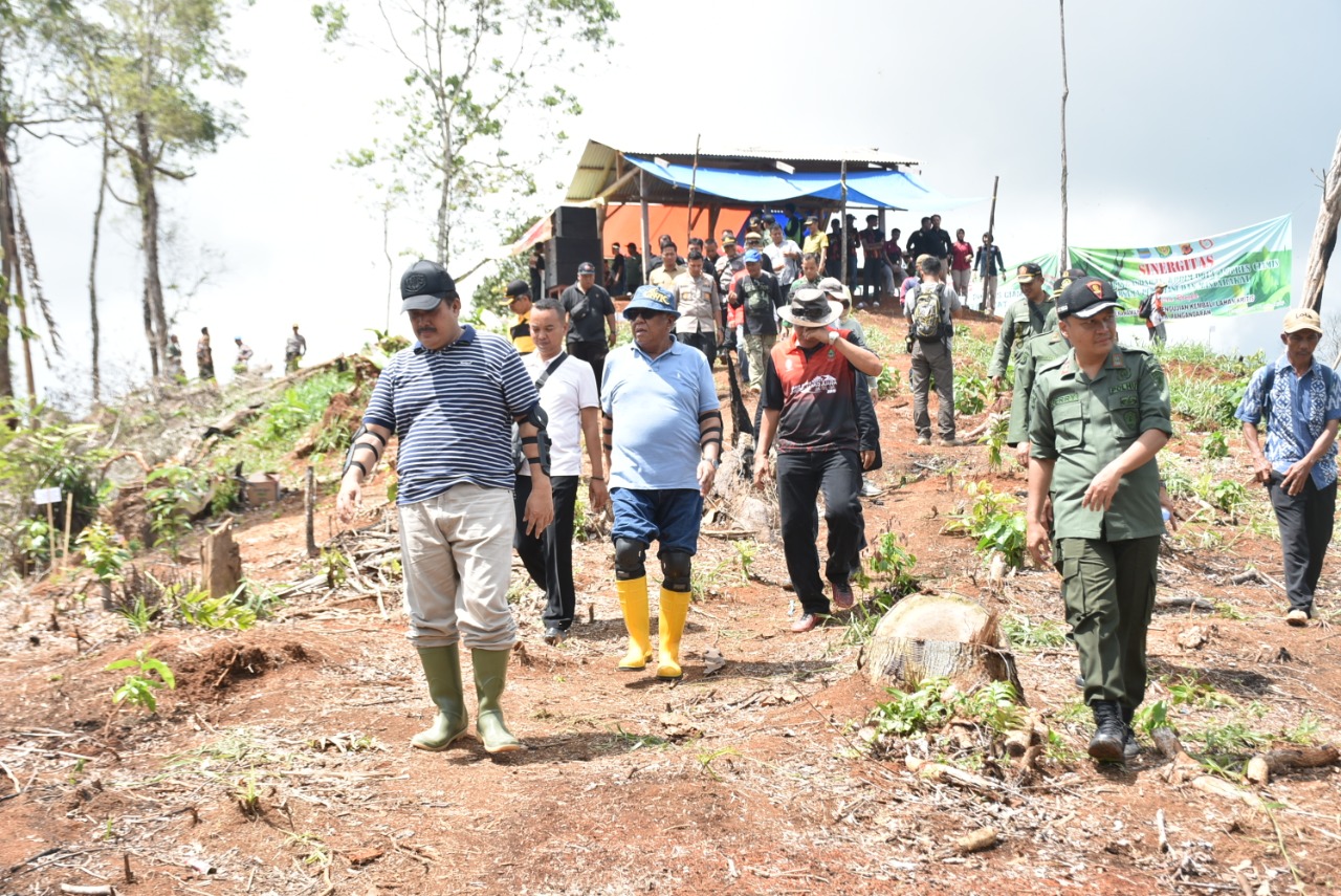 Penanaman Pohon di Lahan Kritis