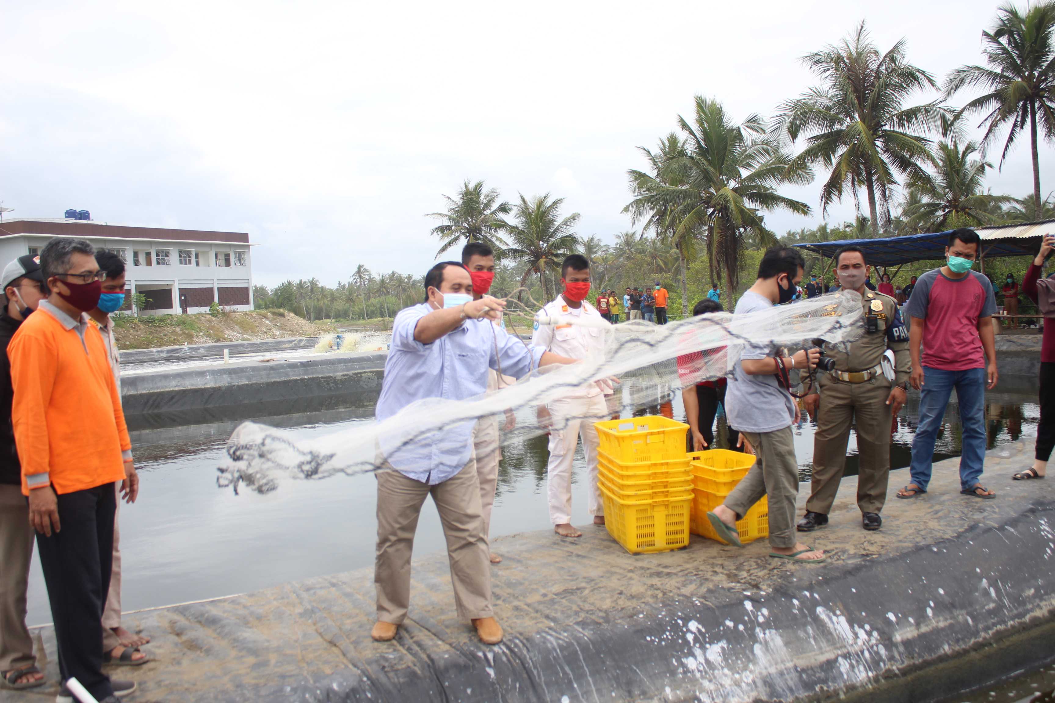 Panen Udang Vaname Poltek KP Pangandaran