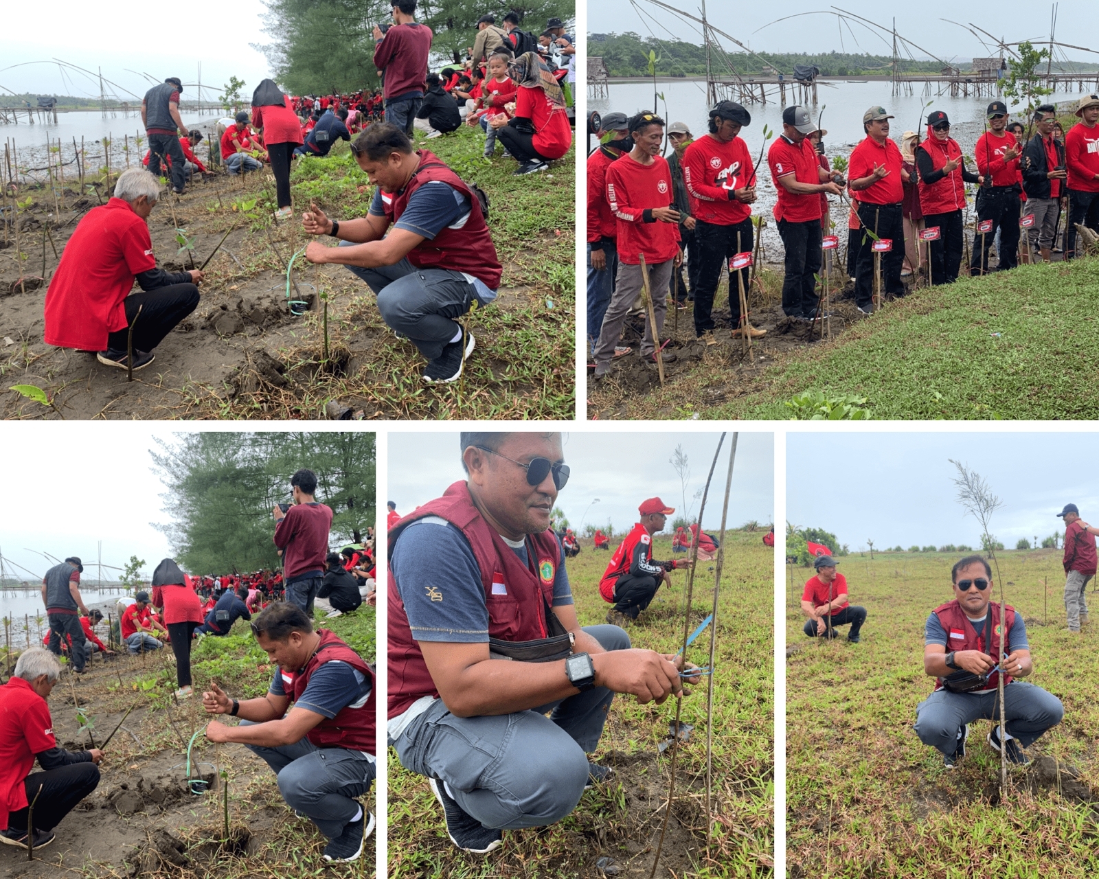 Penanaman Benih Pohon Bakau di Tanjung Cemara